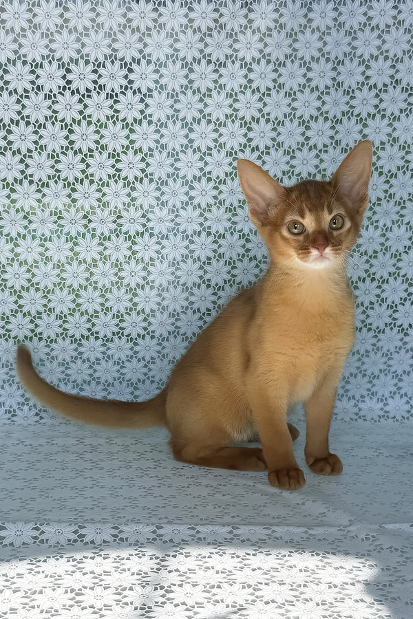 Bastet | Abyssinian Kitten