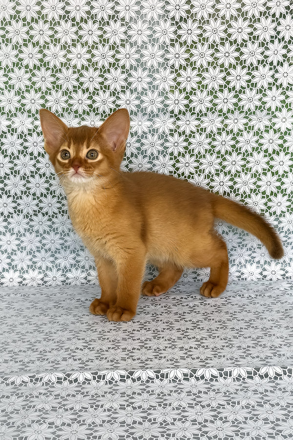 Bastet | Abyssinian Kitten