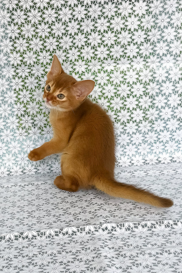 Bastet | Abyssinian Kitten