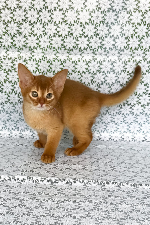 Bastet | Abyssinian Kitten