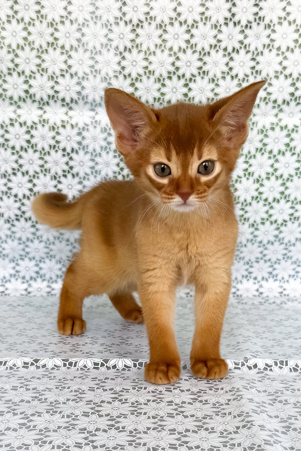 Bastet | Abyssinian Kitten