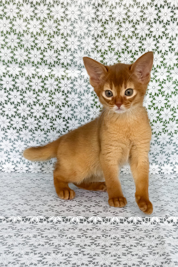 Bastet | Abyssinian Kitten
