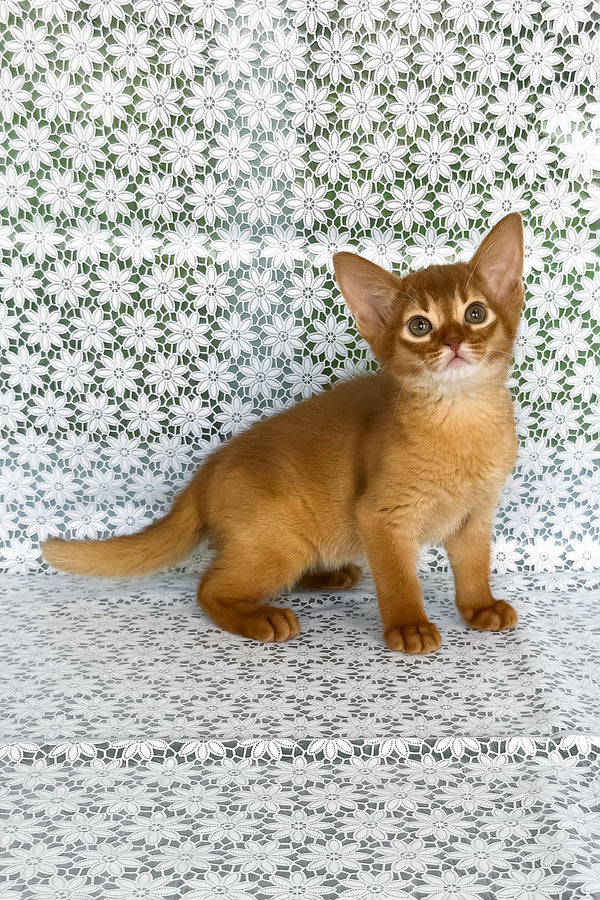 Bastet | Abyssinian Kitten