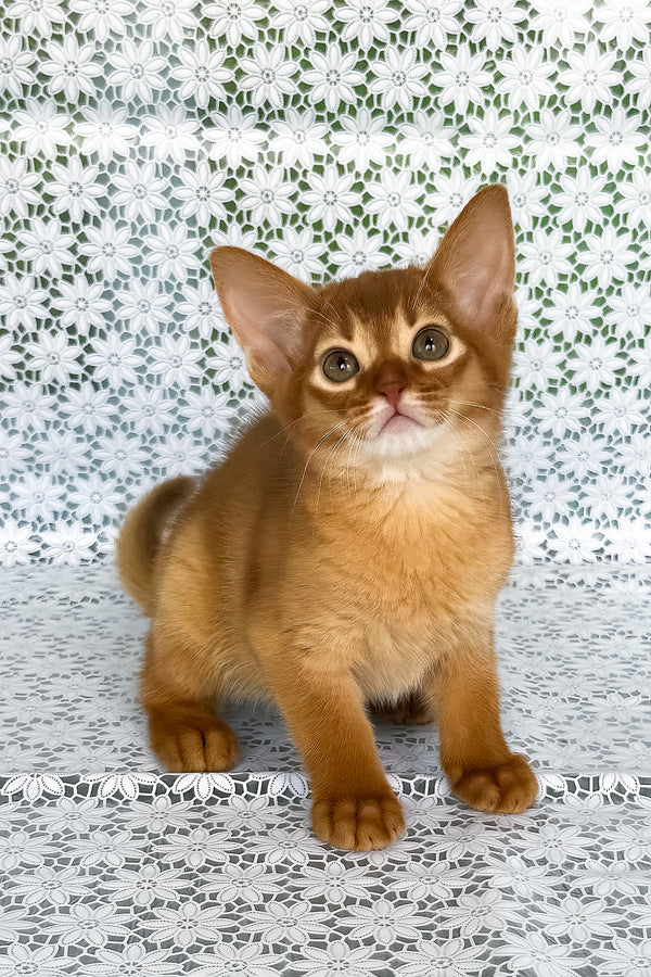 Bastet | Abyssinian Kitten