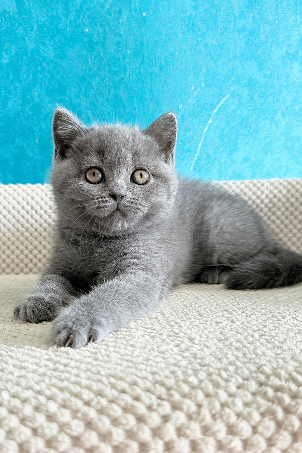 Bastian | British Shorthair Kitten