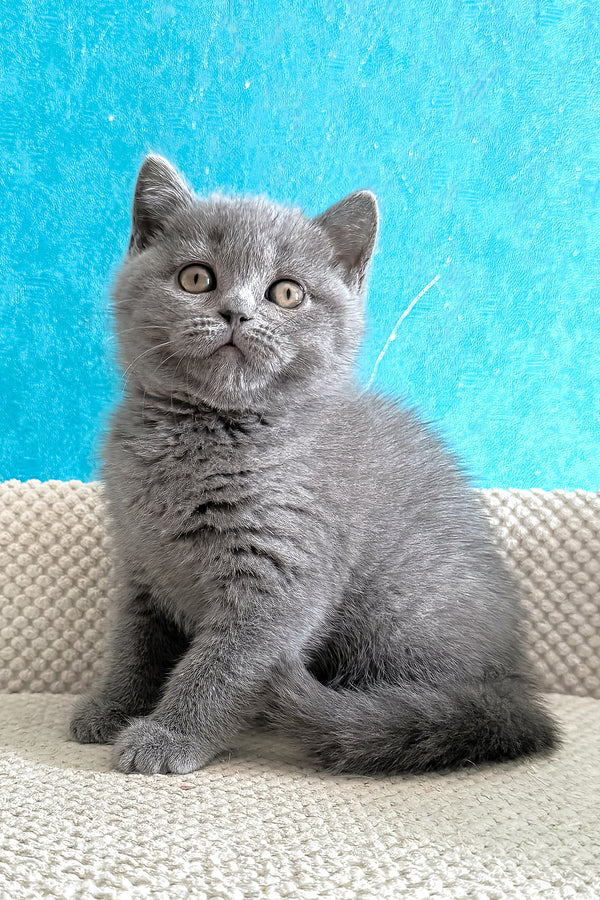 Bastian | British Shorthair Kitten