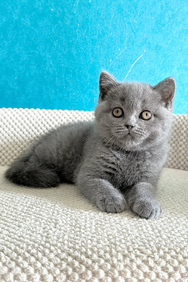 Bastian | British Shorthair Kitten
