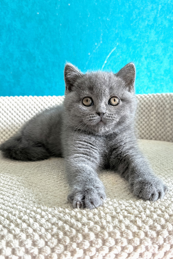 Bastian | British Shorthair Kitten