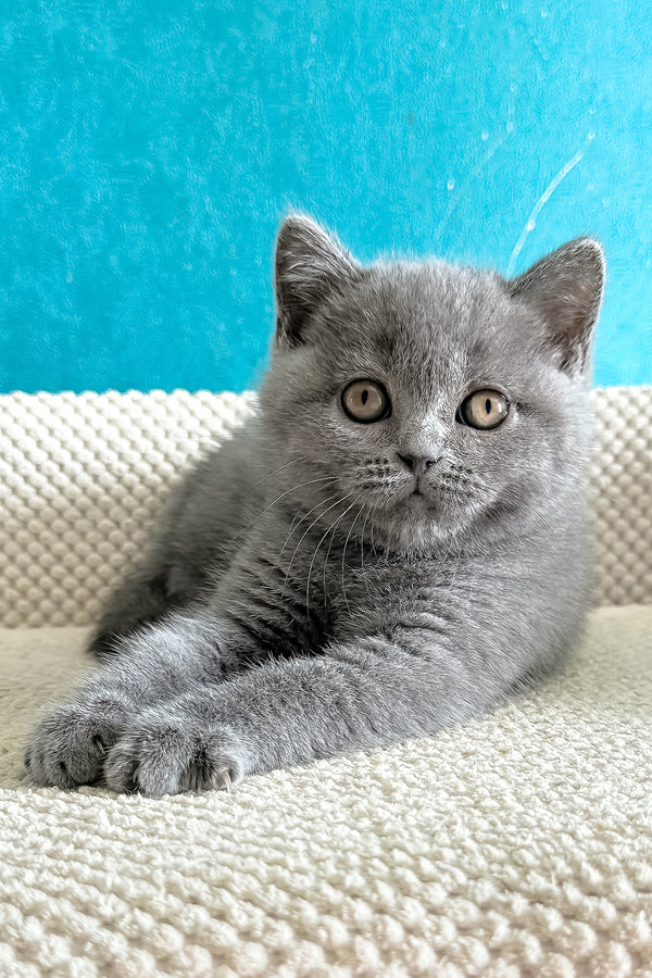 Bastian | British Shorthair Kitten