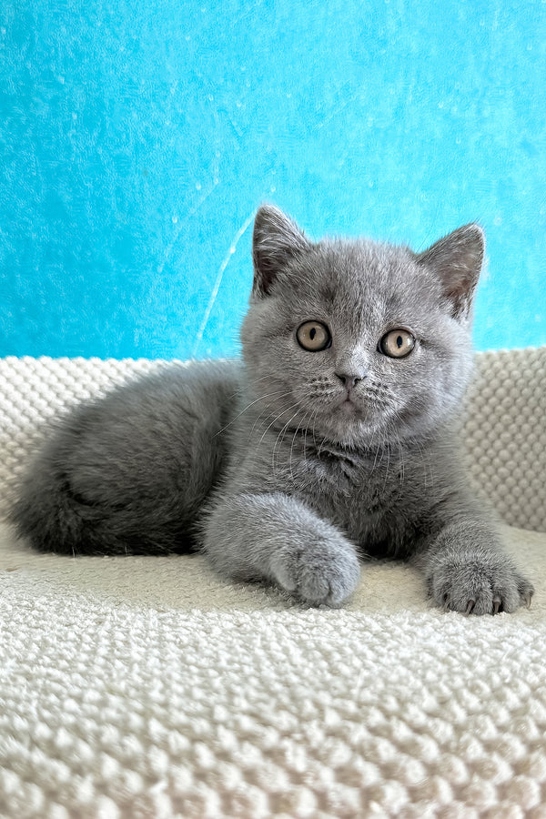 Bastian | British Shorthair Kitten