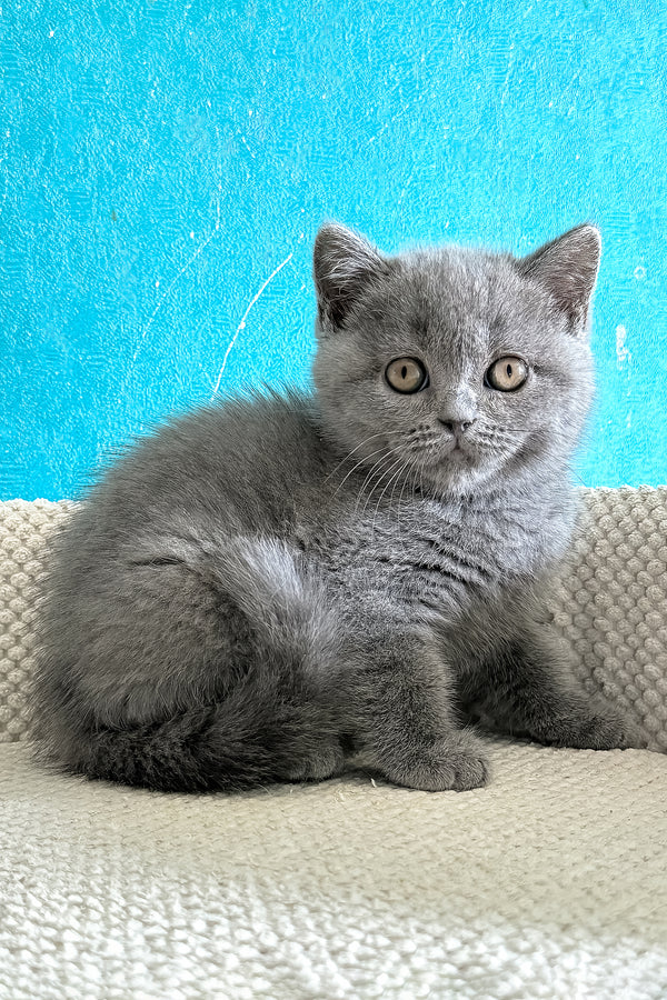 Bastian | British Shorthair Kitten