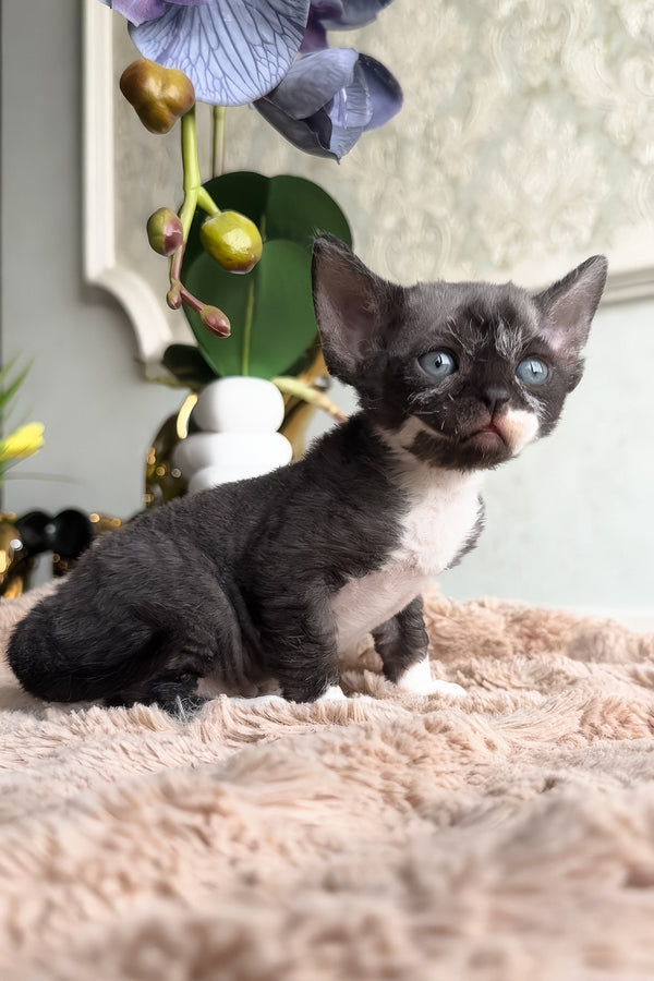 Basya | Devon Rex Kitten