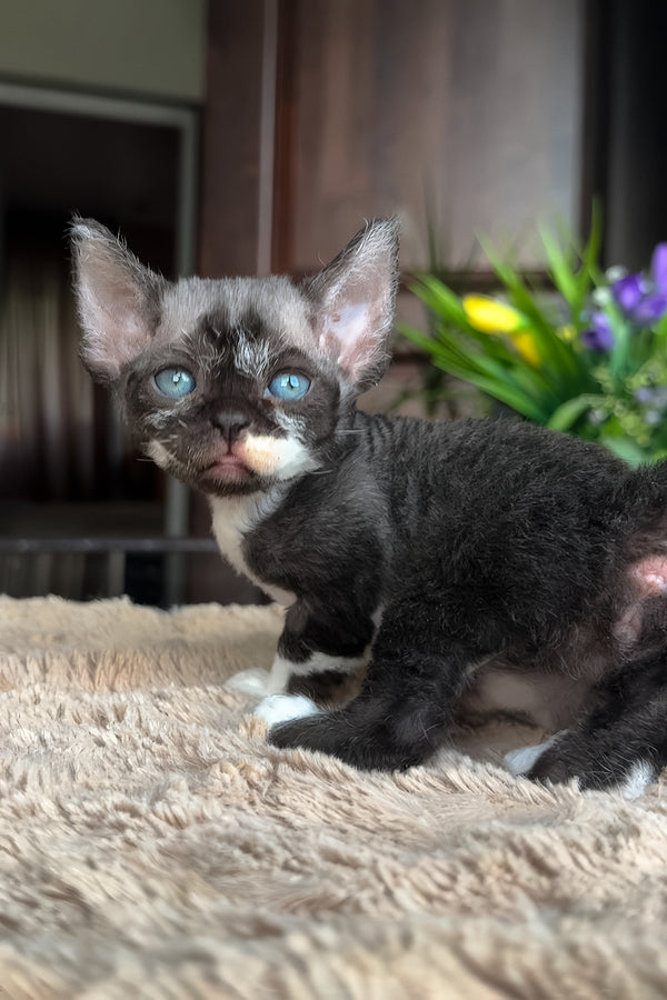 Basya | Devon Rex Kitten