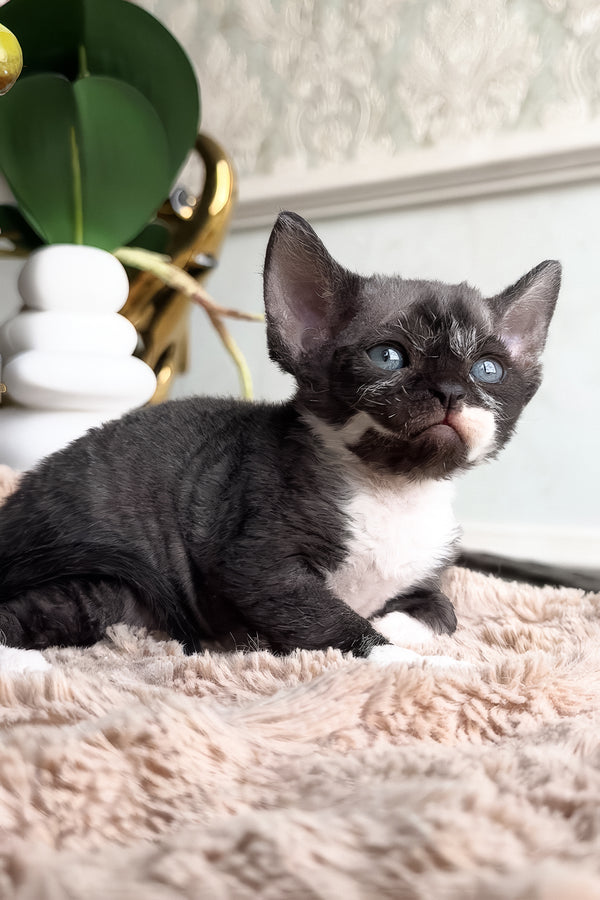 Basya | Devon Rex Kitten