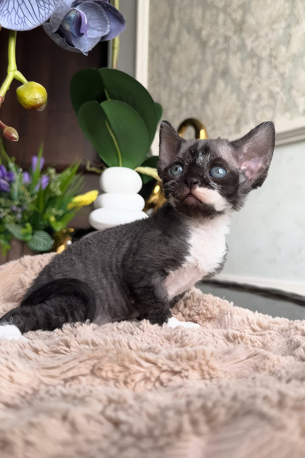 Basya | Devon Rex Kitten