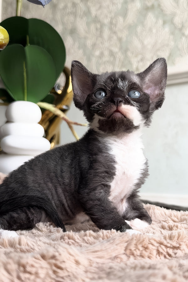 Basya | Devon Rex Kitten