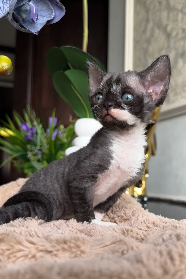 Basya | Devon Rex Kitten