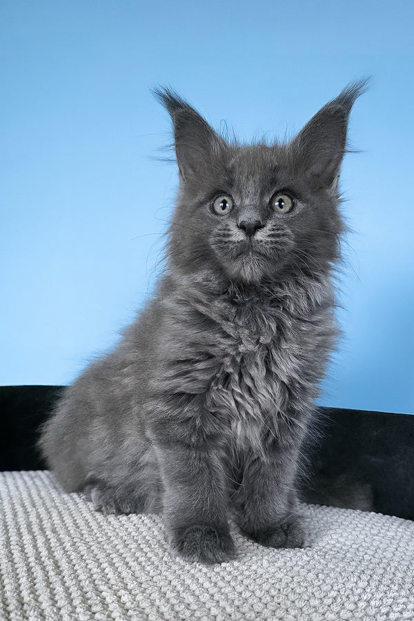 Bella | Maine Coon Kitten