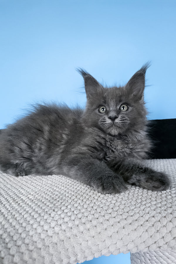 Bella | Maine Coon Kitten