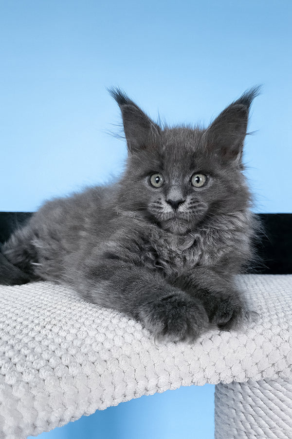 Bella | Maine Coon Kitten