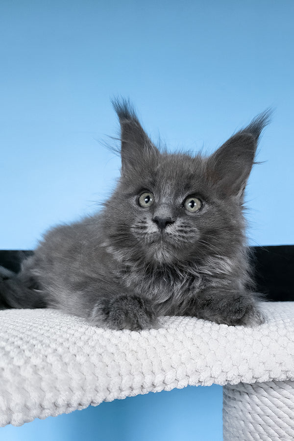 Bella | Maine Coon Kitten