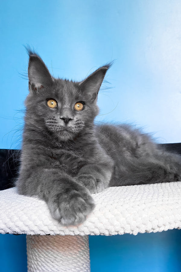 Bella | Maine Coon Kitten