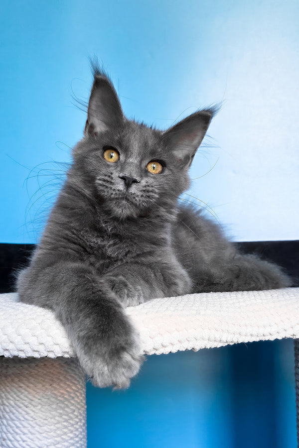 Bella | Maine Coon Kitten