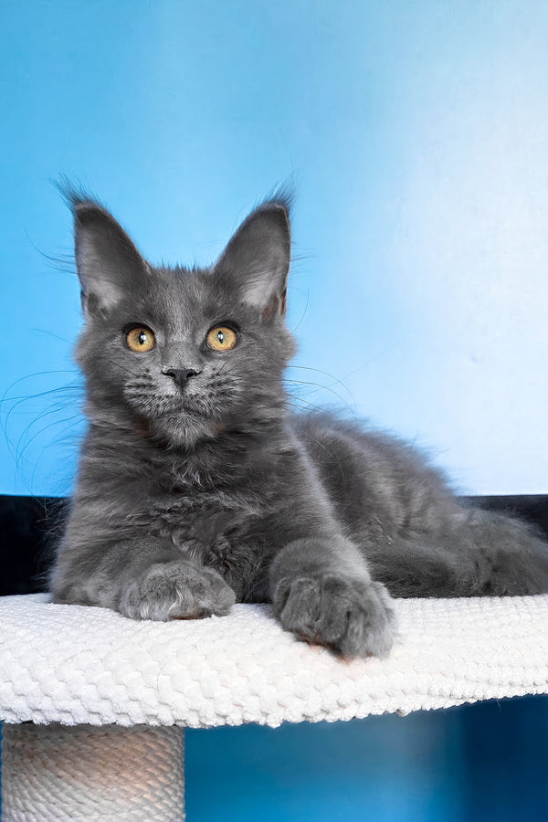 Bella | Maine Coon Kitten