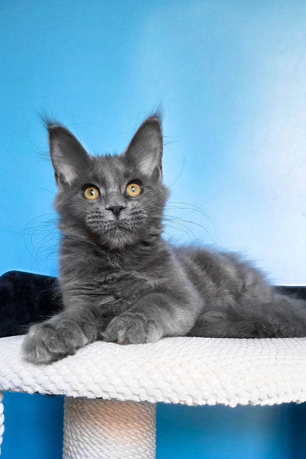 Bella | Maine Coon Kitten