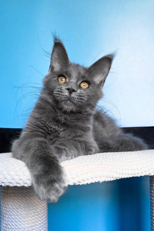 Bella | Maine Coon Kitten