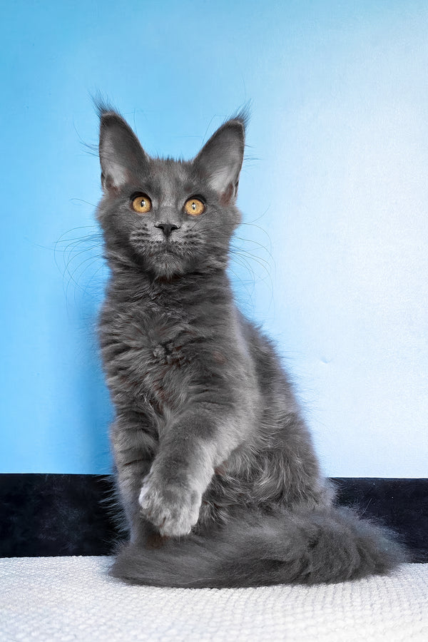 Bella | Maine Coon Kitten