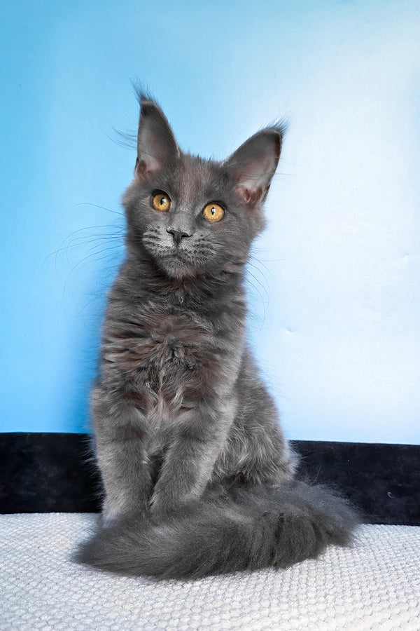 Bella | Maine Coon Kitten