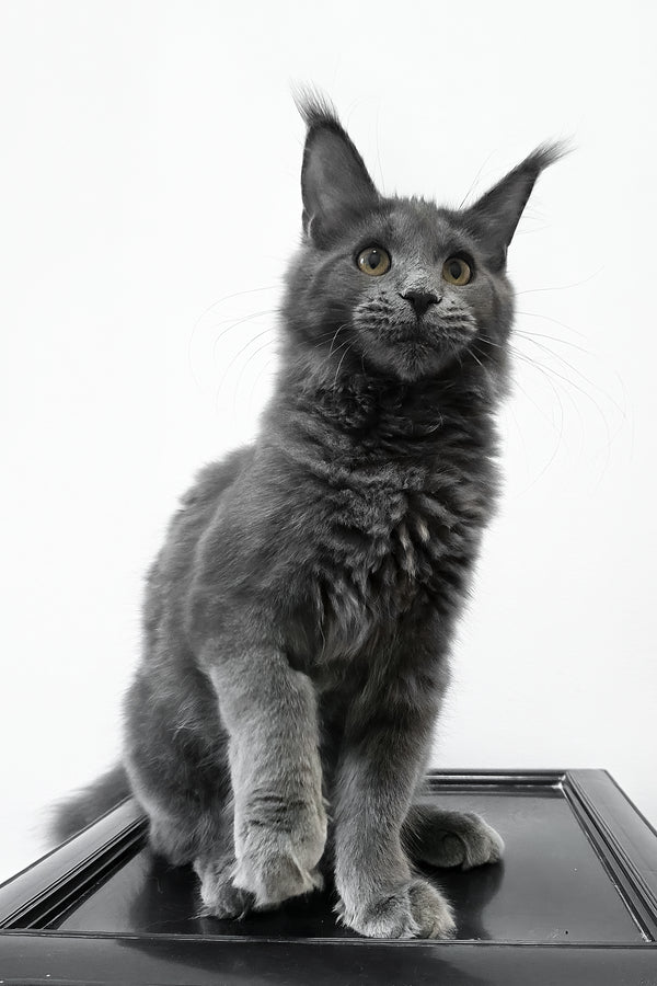 Bella | Maine Coon Kitten