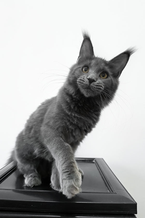 Bella | Maine Coon Kitten
