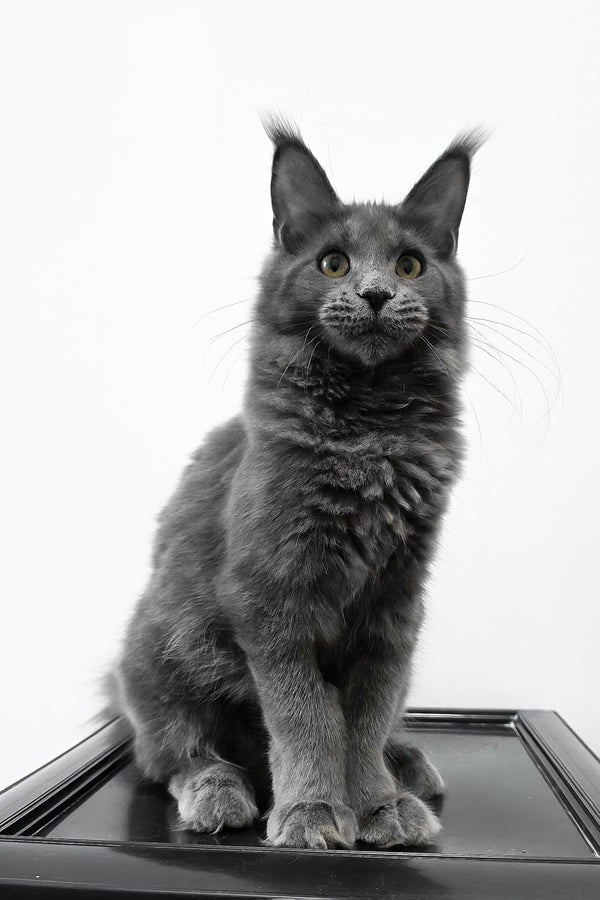 Bella | Maine Coon Kitten