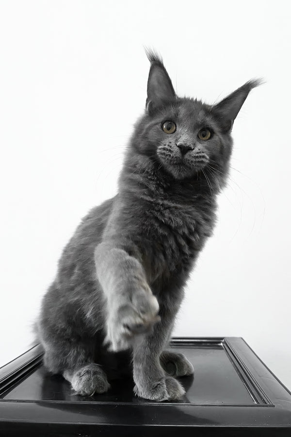 Bella | Maine Coon Kitten