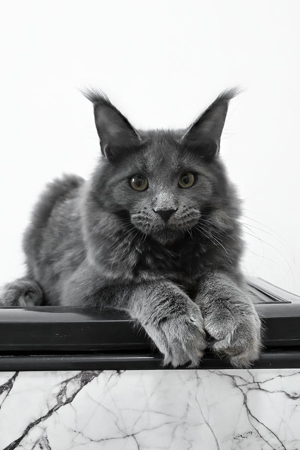Bella | Maine Coon Kitten