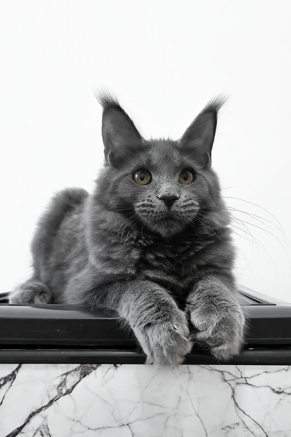 Bella | Maine Coon Kitten