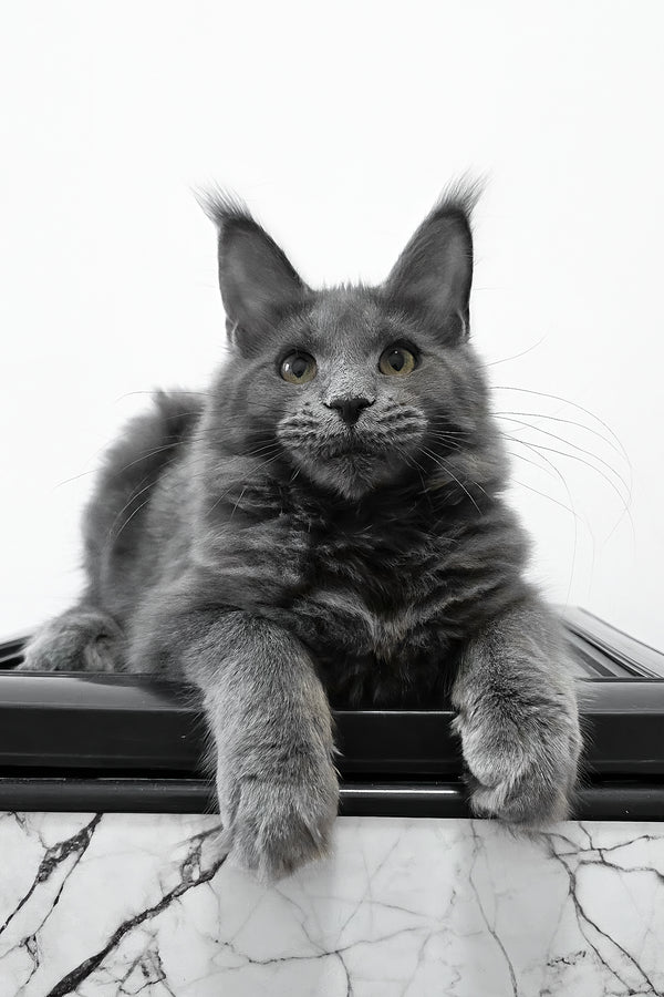 Bella | Maine Coon Kitten