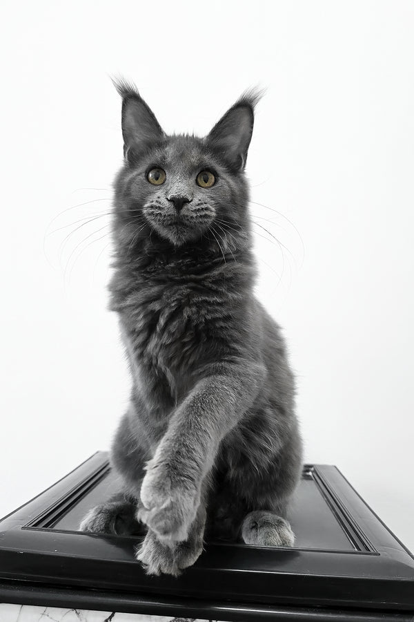 Bella | Maine Coon Kitten