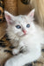 Bella | Siberian Kitten