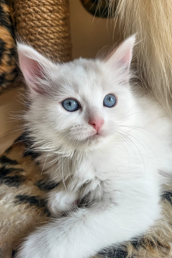 Bella | Siberian Kitten