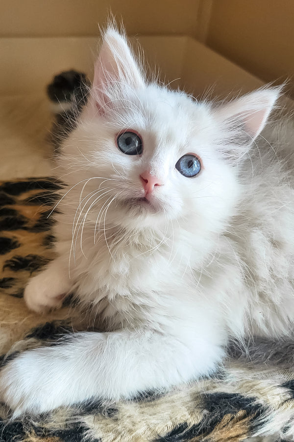 Bella | Siberian Kitten