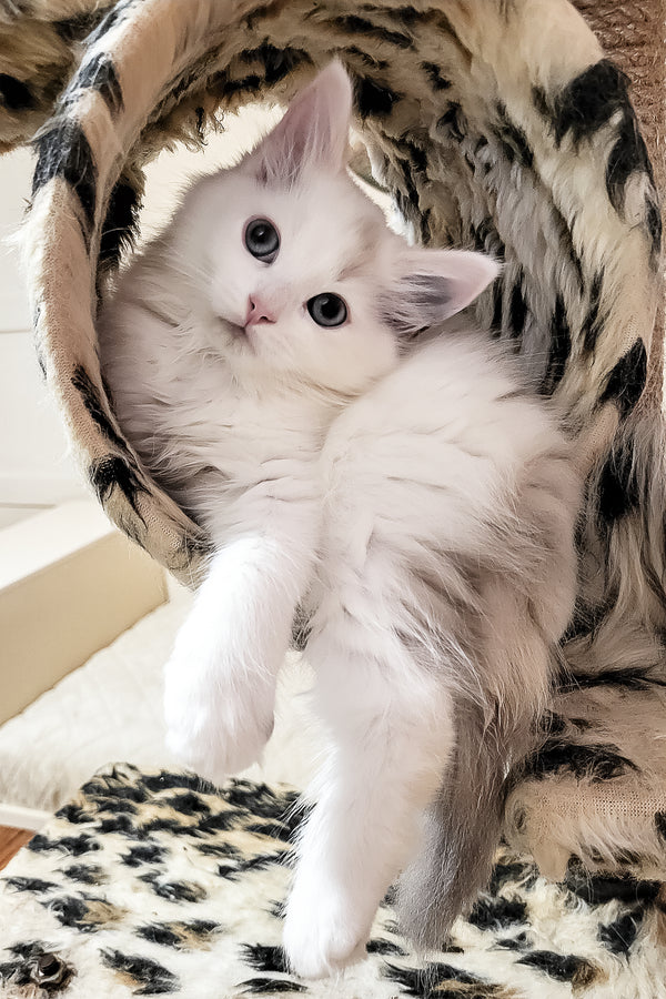 Bella | Siberian Kitten