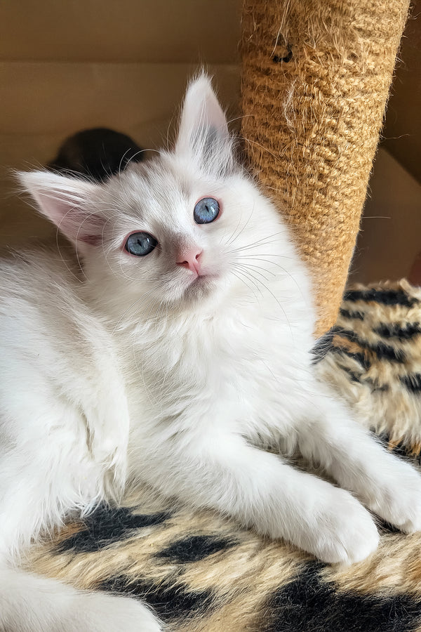 Bella | Siberian Kitten