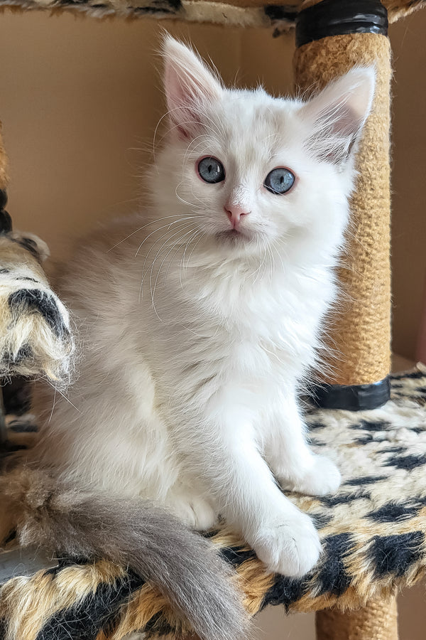Bella | Siberian Kitten