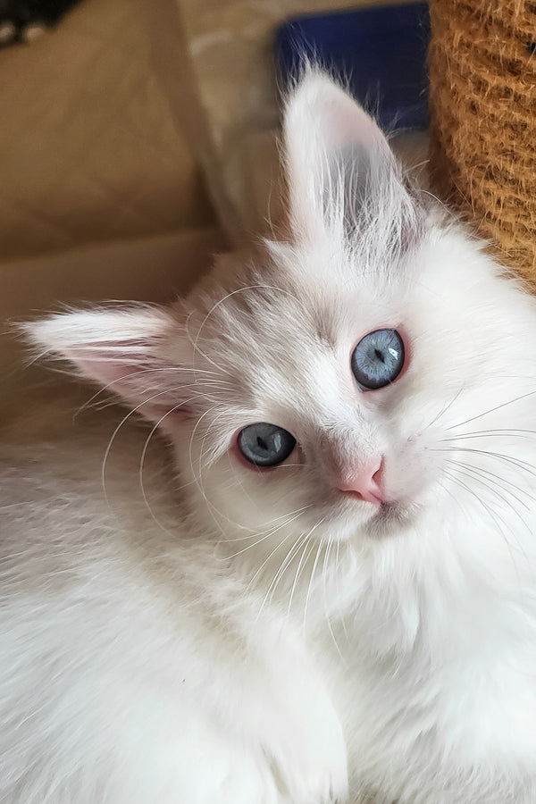 Bella | Siberian Kitten