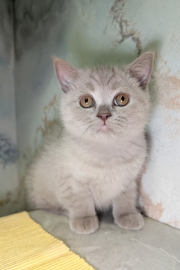 Bella the scottish straight kitten with a soft blue coat and golden eyes is a purebred kitty with fluffy fur