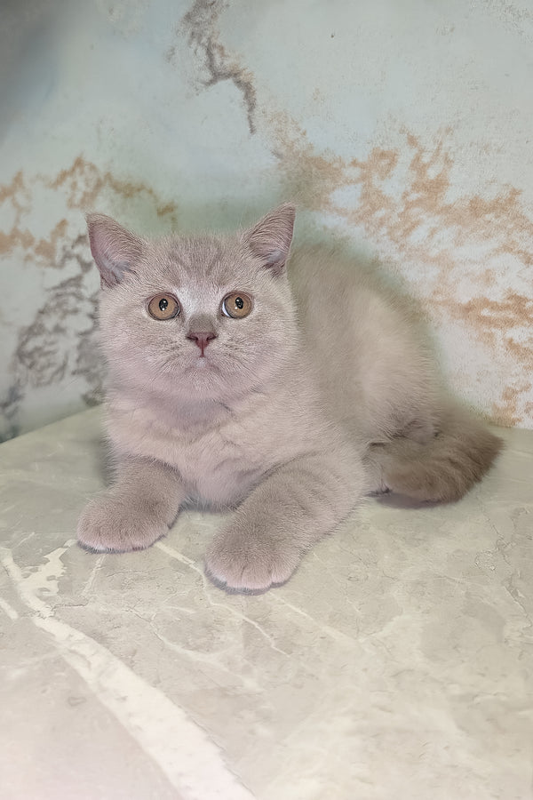 Bella scottish straight kitten with fluffy soft blue coat and round golden eyes purebred kitties perfect pet