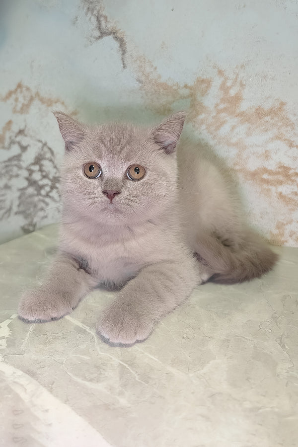 Bella scottish straight kitten with fluffy gray soft blue coat and warm amber eyes perfect for purebred kitties fans
